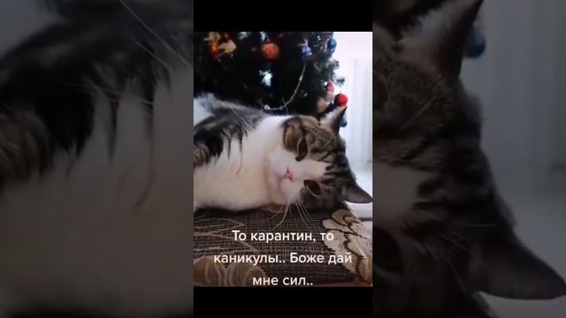 Новогодние будни