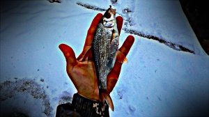 ЗИМНЯЯ МОРМЫШКА 2025 / Добыча живца для рыбалки на хищника.