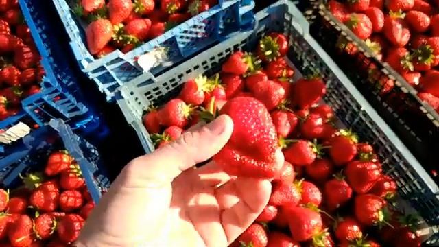 Начало реализации ягоды. смотреть онлайн