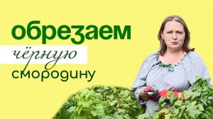 КОГДА и КАК обрезать ЧЁРНУЮ смородину