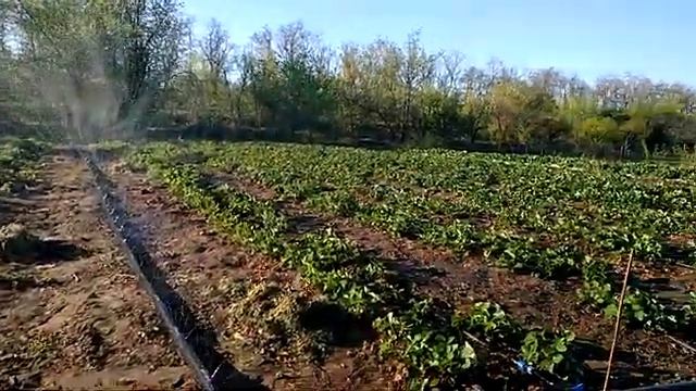 Как быстро полить маточник клубники смотреть онлайн