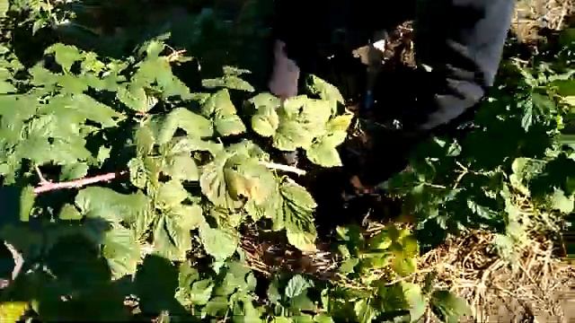 Обзор саженцев малины тел89289670317. Зюгана, Примара, Лячка, Глен Эмпл, Октавия, Каскад Делайт смотреть онлайн