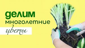 ДЕЛИМ МНОГОЛЕТНИКИ с разной корневой системой