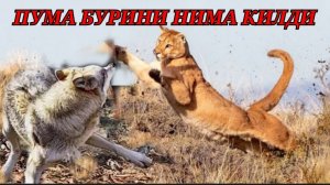 Пума Бурини Нима Килди? Пумалар хакида