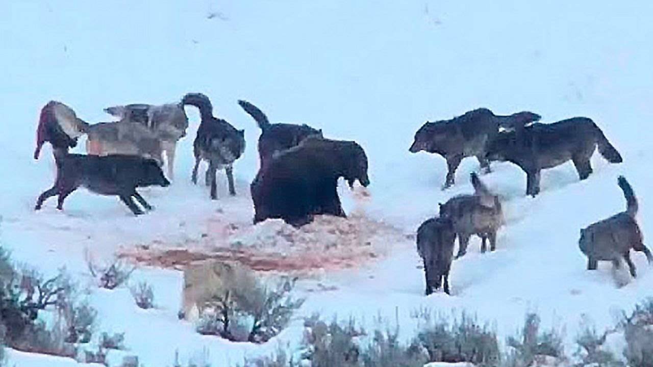 Волки Сильно Пожалели Что Окружили Этого Медведя!! Хищники, которые Явно Ошиблись с Жертвой