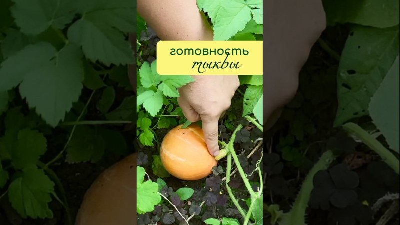 Определяем СОЗРЕЛА ли ТЫКВА