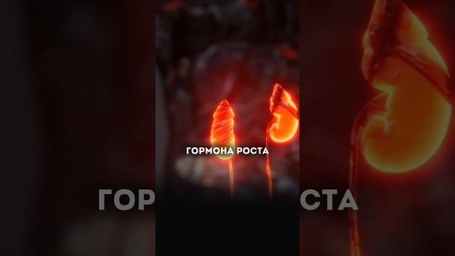 Усмири высокий кортизол, чтобы избавиться от жира на животе!