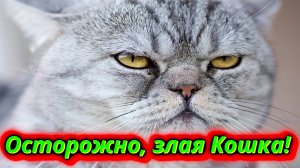 Осторожно, злая кошка!