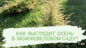КАК ВЫГЛЯДИТ ОСЕНЬ В МОЖЖЕВЕЛОВОМ САДУ? У МОЖЖЕВЕЛЬНИКОВ ОСЕНЬ...