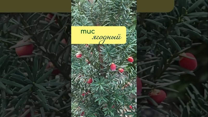 ТИС ягодный