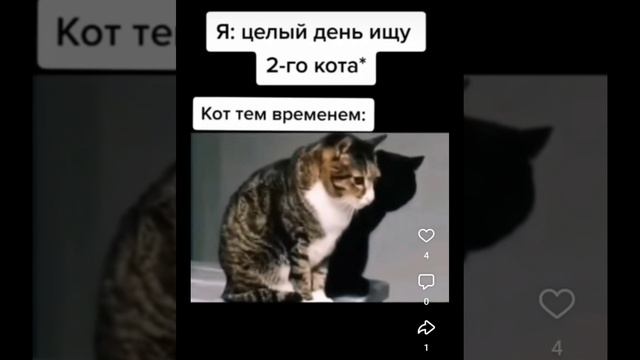 Да куда же делся второй кот?