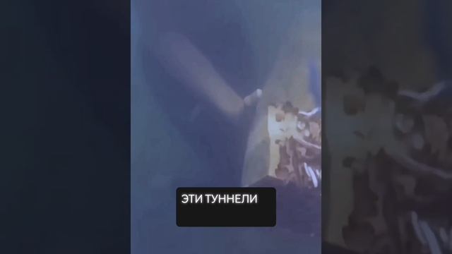 Корабельные черви