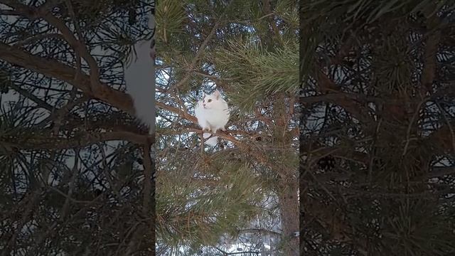 Коты прилетели