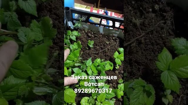 13 марта 2023 г. смотреть онлайн