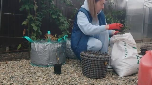 Осенняя работа в огороде / Высадила все саженцы / Ждала все лето, а взошло осенью