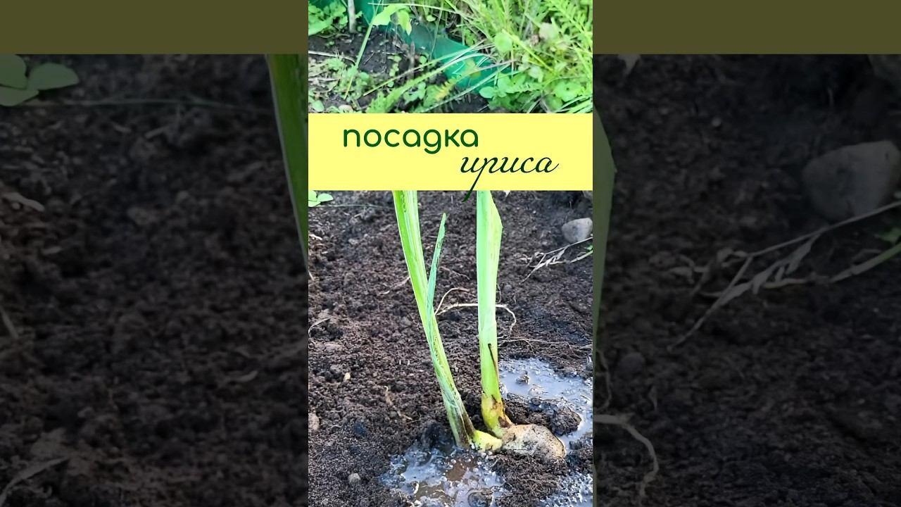 ПРАВИЛЬНО сажаем ирисы