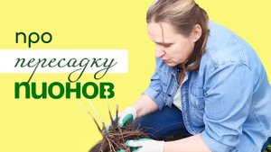 Деление и пересадка ПИОНА