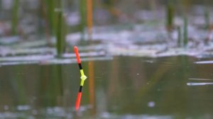 рыбалка на поплавок