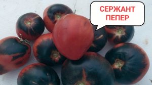 Эти сорта томатов вытянулись. Сажаю лёжа