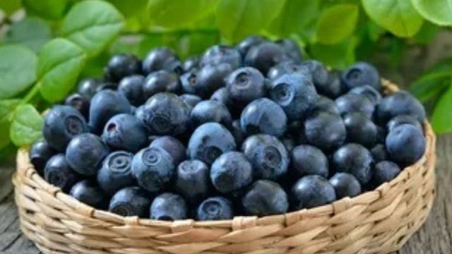 ДРАГОЦЕННАЯ ЧЕРНИКА Авторская песня ЛЮДМИЛА КОНДРАШОВА 2024 смотреть онлайн