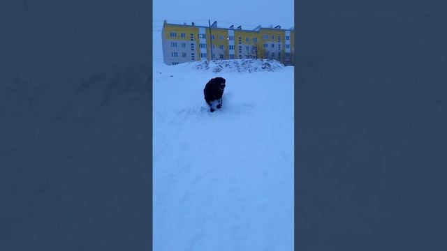 черный Бумер на Белом покрывале 😄🐕