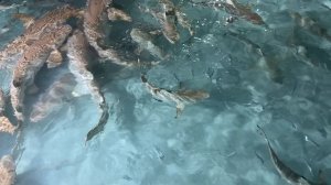 Большая оранжевая и черноперая, донная и рифовая, и обе акулы 🦈