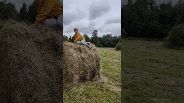 СеНоКоС 🌾 смотреть онлайн