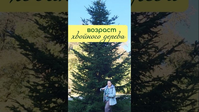 КАК определить ВОЗРАСТ хвойного дерева?