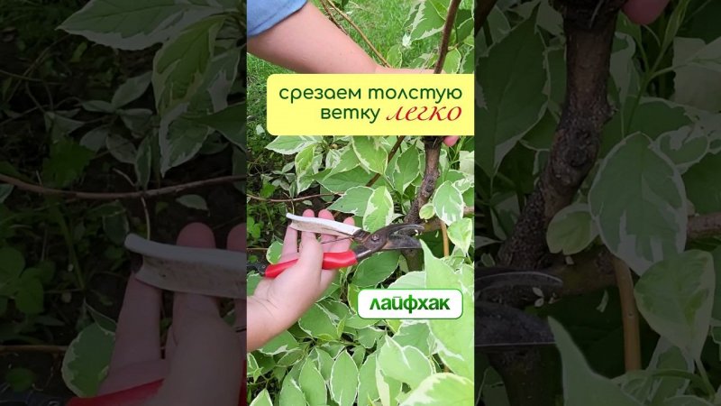 ЛАЙФХАК - как ЛЕГКО срезать ТОЛСТУЮ ВЕТКУ