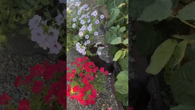 Спасаемся от жары #кот #cat #жара