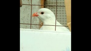 Кеклик белый . Токование кеклика.#пениептиц #птицы #куропатка