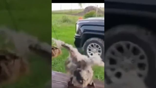 курица