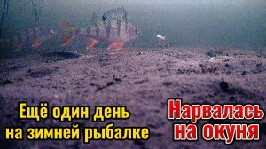 Ловила окуня в Рождество. Планировала на балансир, а сработала мормышка. Снимки подводной камерой.