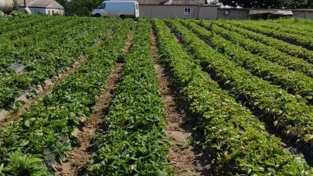 Маточник клубники. 89289670317 смотреть онлайн