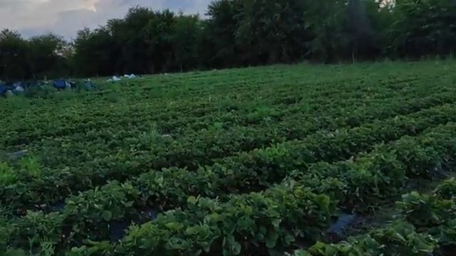 Краткий итог на 15 июля 2022. смотреть онлайн