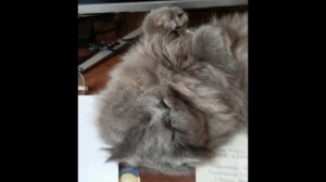 Три недели с Шебой