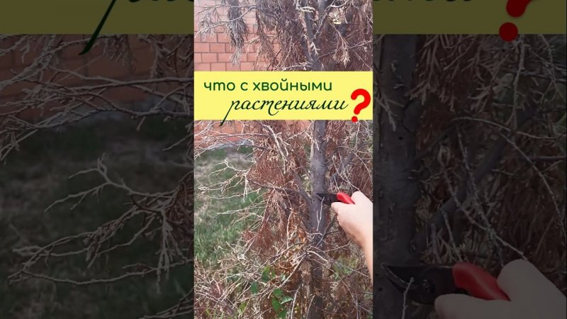 ЧТО с ХВОЙНЫМИ растениями?