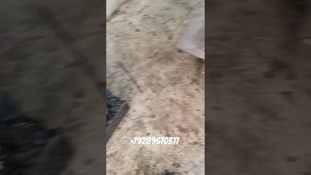 Сорт мурано, клубника смотреть онлайн