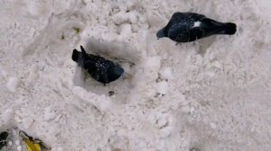 1.1.2021 Саранск.mp4