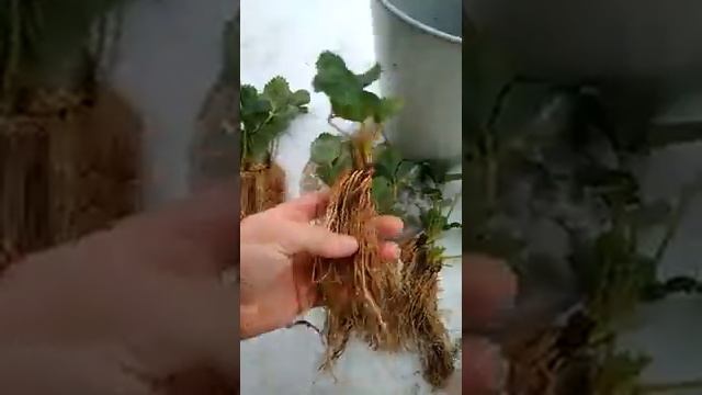 Рассада окс, как выглядит к концу сезона. смотреть онлайн