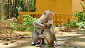 Young Little Mommy Rany Cannot Defend And Reserve Her Tiny Monkey Baby Rini Well From Granny RANA