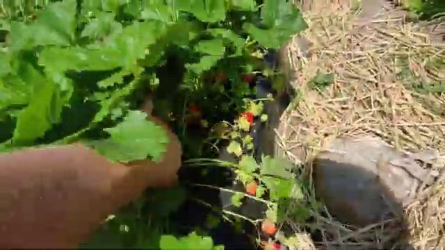 Сальса обзор сорта. Очень перспективный сорт. смотреть онлайн