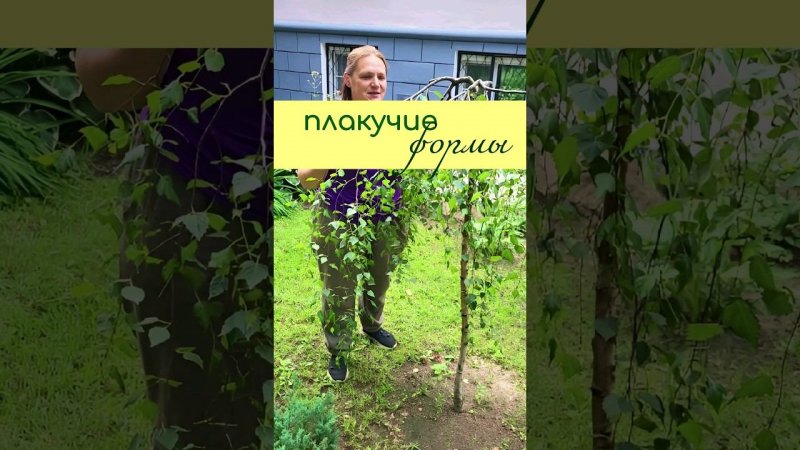 ПЛАКУЧИЕ формы растений