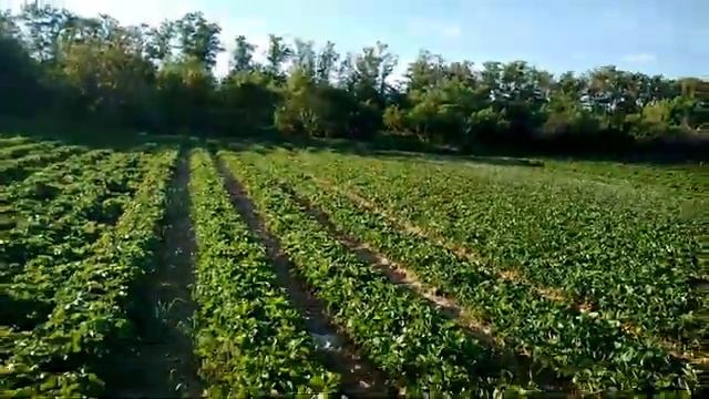 Клубника Альба на 27мая. Посадка кассетной рассадой 25 августа 2018. смотреть онлайн