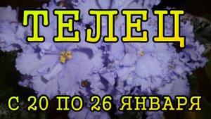 ТЕЛЕЦ таро прогноз на неделю с 20 по 26 ЯНВАРЯ 2025 года.