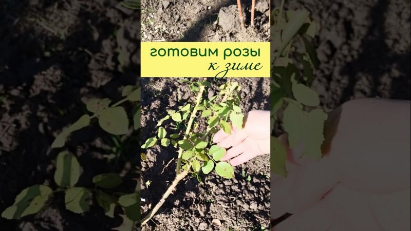 Готовим РОЗЫ к ЗИМЕ