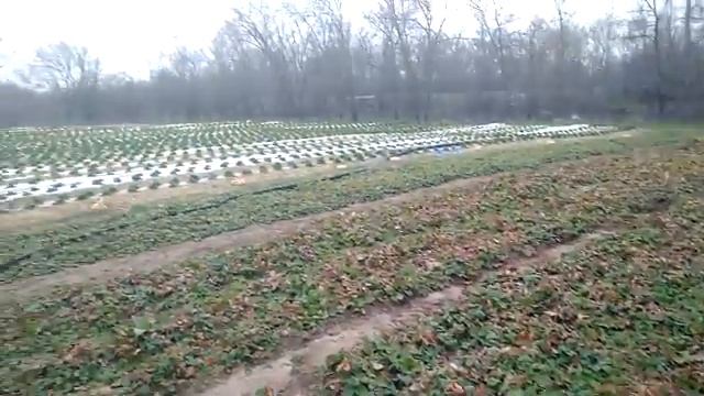 Зачем агроволокно на клубнике зимой у меня? смотреть онлайн