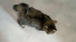 Әбри Хәбриев - Кыптырнисаның теге көннәре. Аңладыгыз инде...