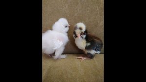 Инк. яйцо из Немецкой ассоциации хохлатых кур