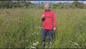 Лесовозами укатанная земля с таким травяным покровом. И по ней предложено сеять.